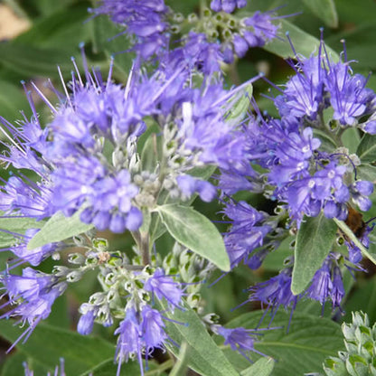 Caryopteris 'Heavenly Blue' | Bluebeard – Gardeners Dream