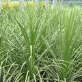 Cordyline australis