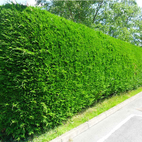 Leylandii Hedge Leyland Cypress Gardeners Dream leylandii-hedge-leyland-cypress-gardeners-dream