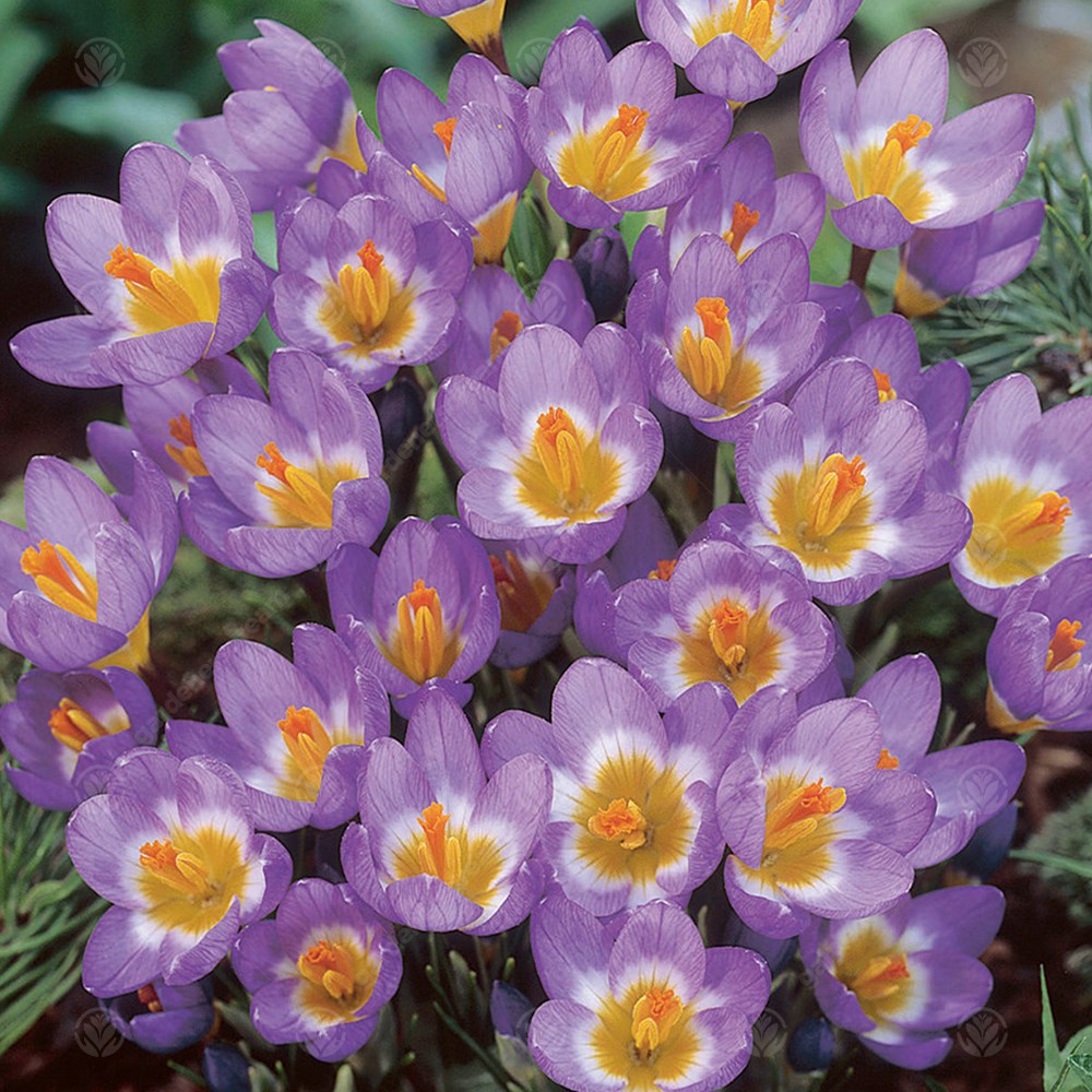Crocus Bukbs Crocus Bulbs | Purple, Yellow & White Crocuses | Gardeners Dream