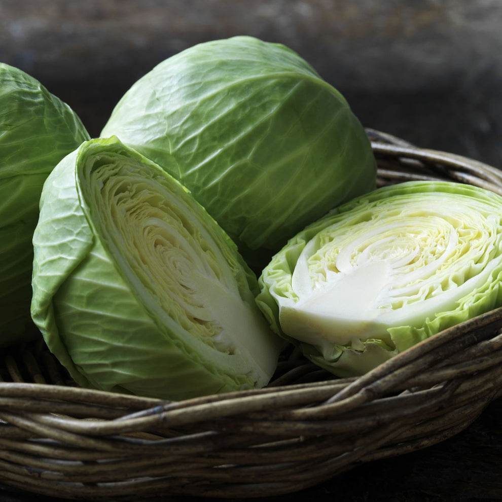 Round Cabbage Carry Pack | Cabbage – Gardeners Dream