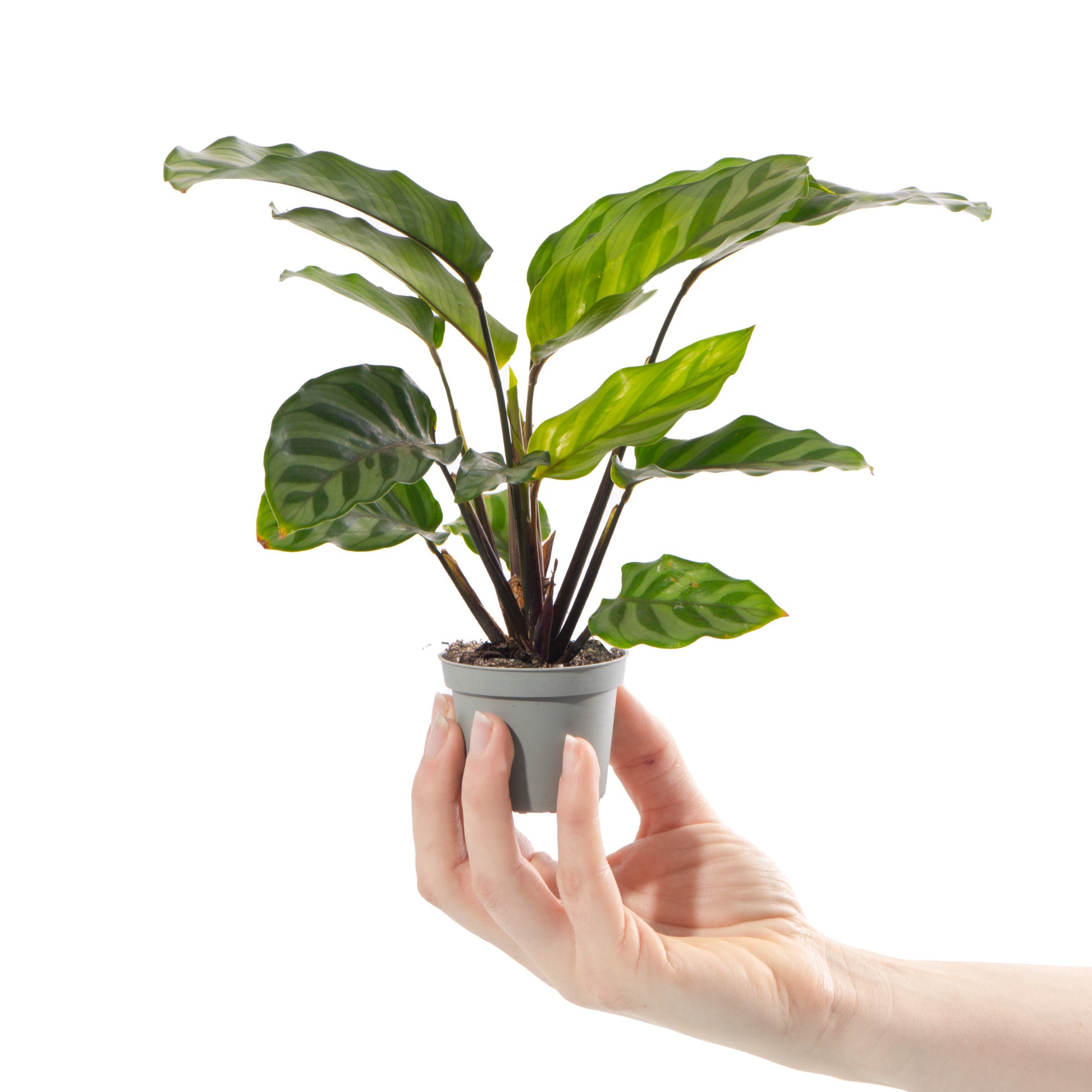 Zebra Plant