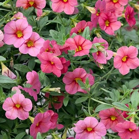 Calibrachoa Coral Basket Plants