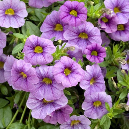 Calibrachoa Light Blue Basket Plants