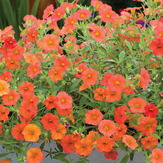 Calibrachoa Deep Orange Basket Plants