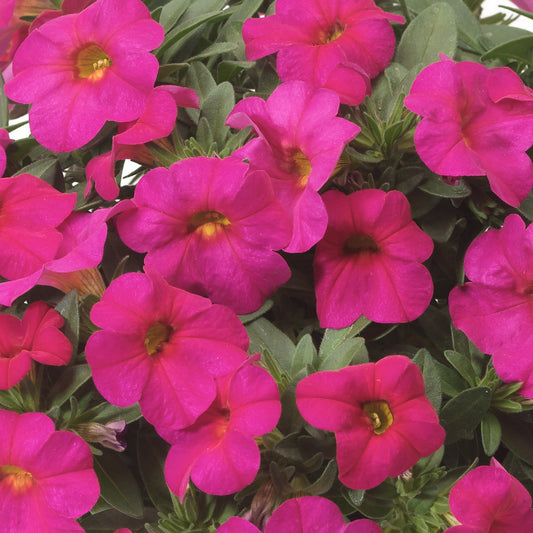 Calibrachoa Rose with Eye Basket Plants