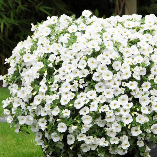 Calibrachoa White Basket Plants