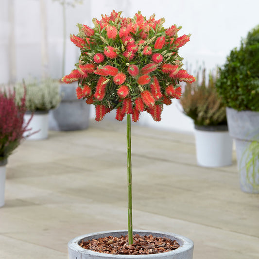 Callistemon 'Amarette' Patio Tree