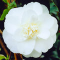 Camellia 'Miss Lyla'