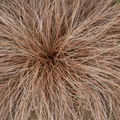Carex 'Bronze Form'