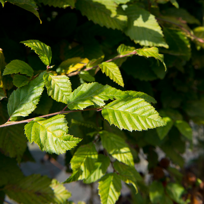 Carpinus betulus | Hornbeam Tree – Gardeners Dream