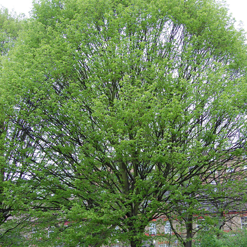 Carpinus betulus | Hornbeam Tree – Gardeners Dream
