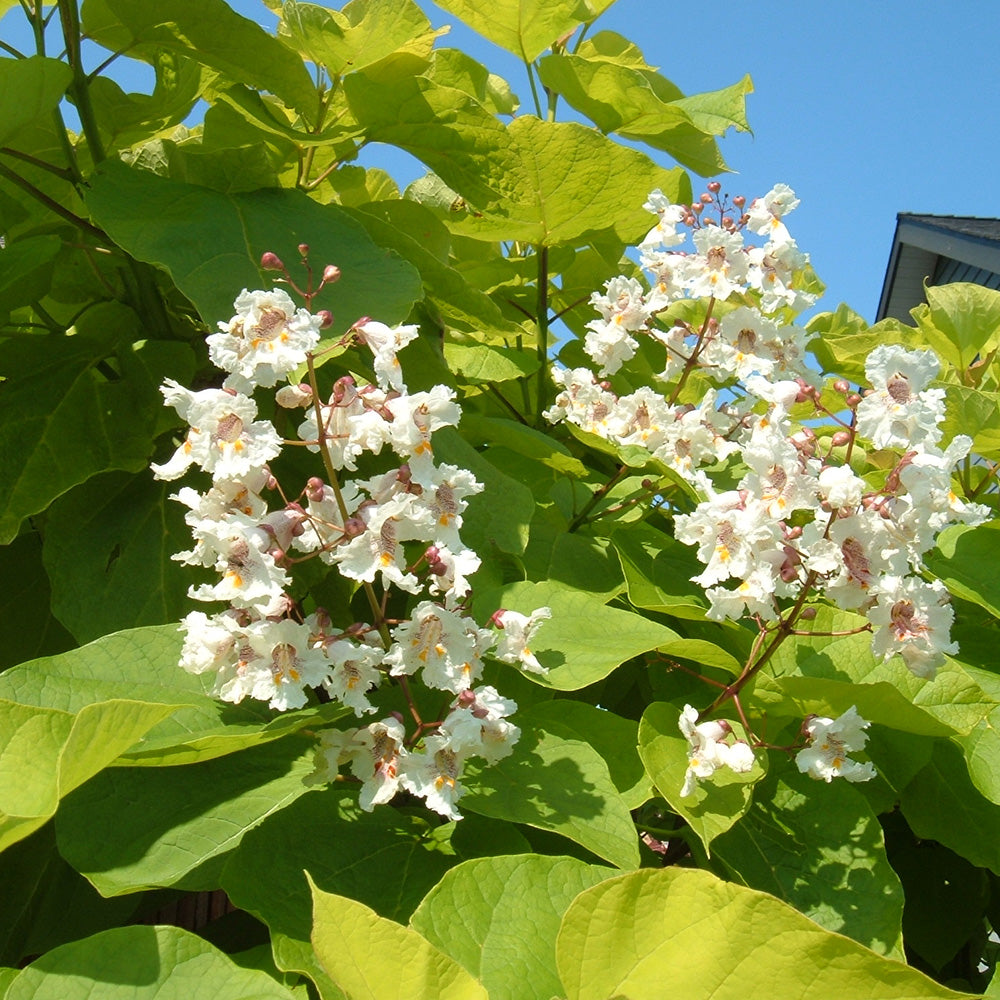 Catalpa 'Aurea' | Indian Bear Tree – Gardeners Dream