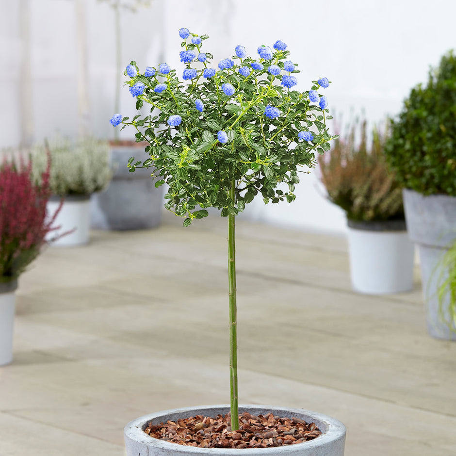 Blue Trees | Blue Flowering Trees | Gardeners Dream