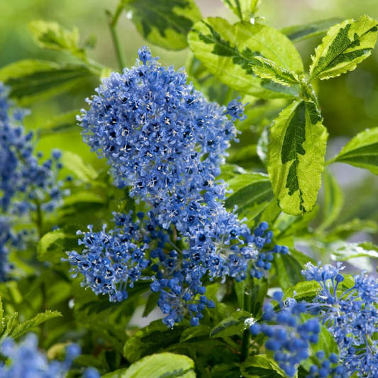 Ceanothus 'El Dorado'