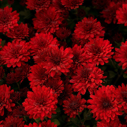 Red Chrysanthemum