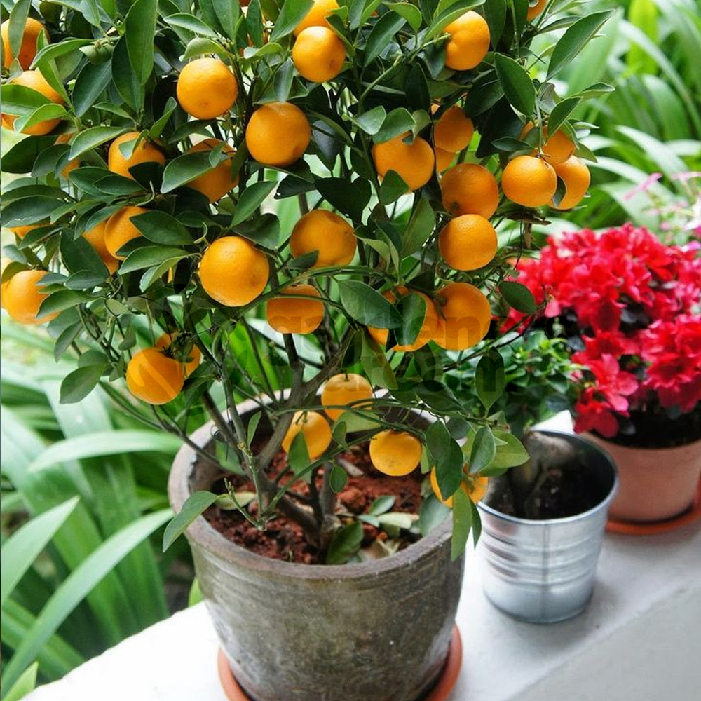 calamondin orange tree uk Citrus 'Calamondin'