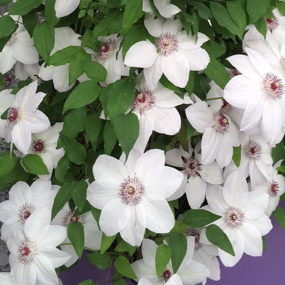 clematis-miss-bateman-large-flowered-clematis-gardeners-dream