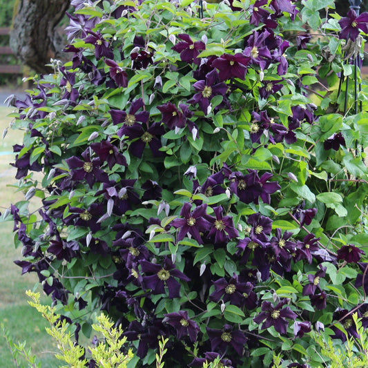 Clematis 'Romantika'