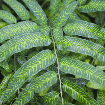 Coniogramme 'Golden Zebra' | Striped Bamboo Fern – Gardeners Dream