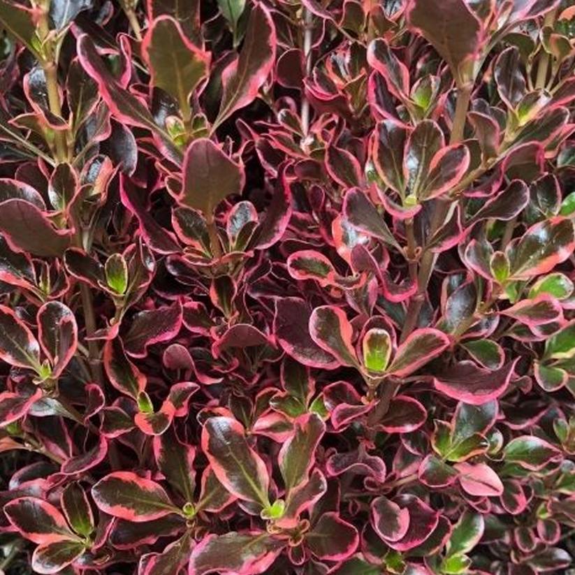 Coprosma Eclipse Rhs Coprosma 'Eclipse' | Looking Glass Plant – Gardeners Dream