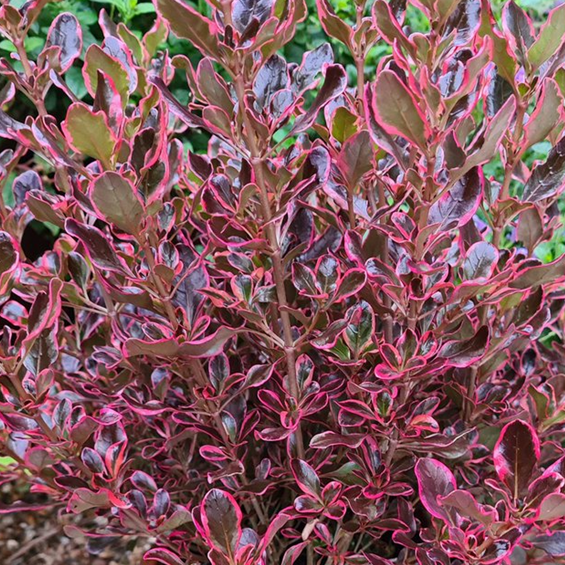 Coprasm Eclipse Coprosma 'Eclipse' | Looking Glass Plant – Gardeners Dream