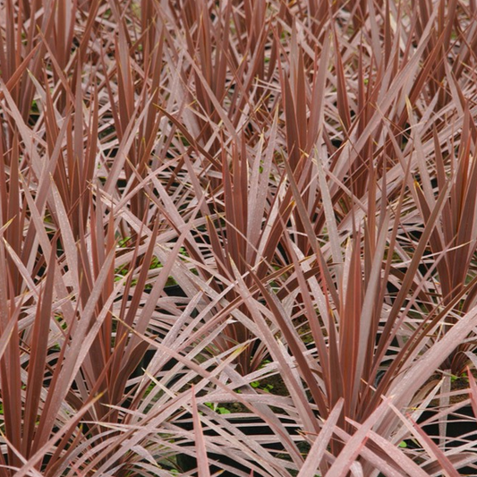 Cordyline 'Torbay Red'