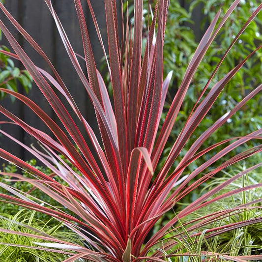 Cordyline 'Charlie Boy'