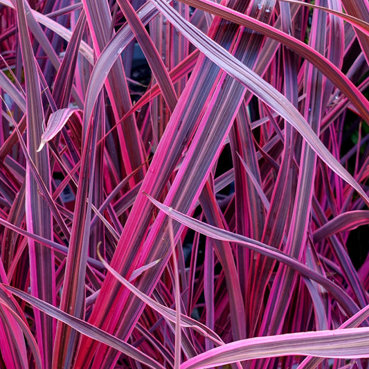 Cordyline 'Festival Raspberry'