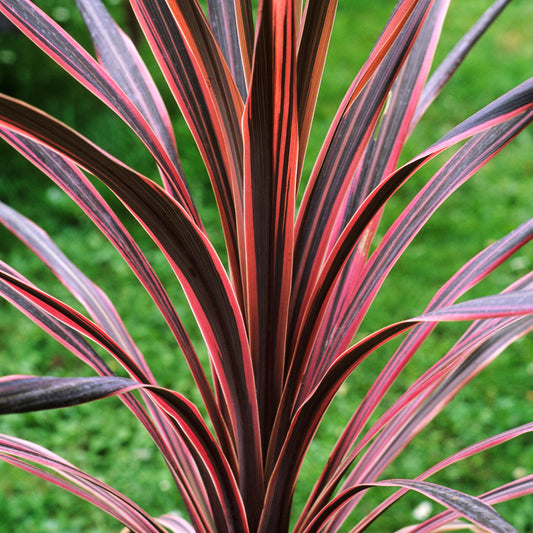 Cordyline 'Southern Splendour'