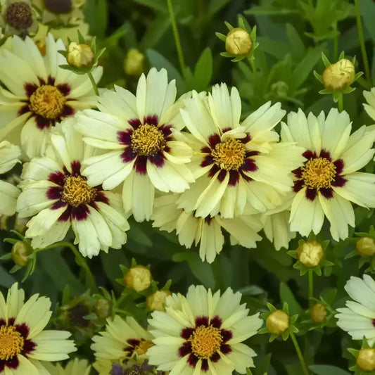 Coreopsis 'UpTick Cream and Red'