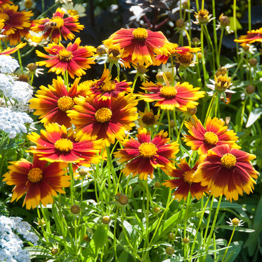 Coreopsis 'UpTick Gold and Bronze'