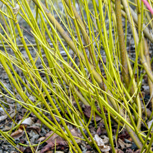 Golden-Twig Dogwood Bare Root Hedge