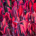 Cornus 'Kesselringii'