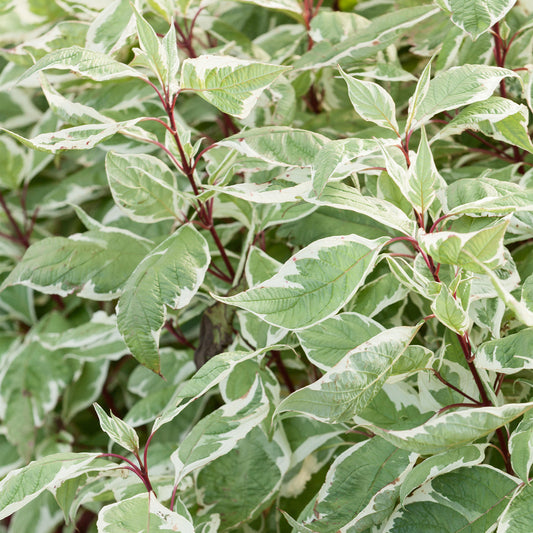 Cornus 'Variegata'