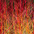 Cornus 'Midwinter Fire'