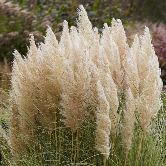 Cortaderia 'Golden Goblin'