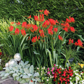 Crocosmia 'Lucifer'