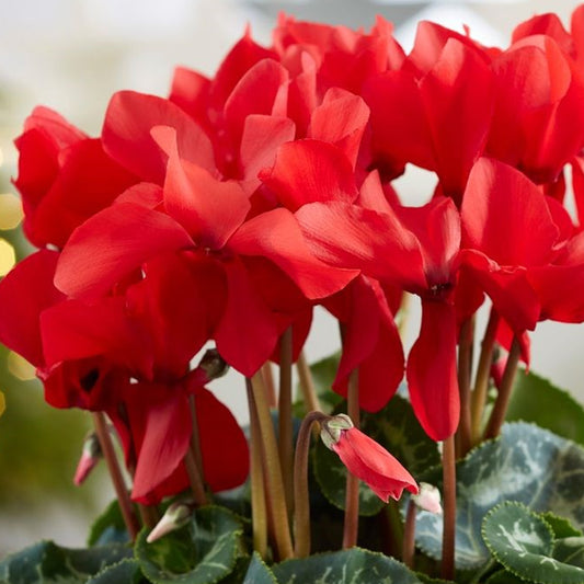 Red Cyclamen