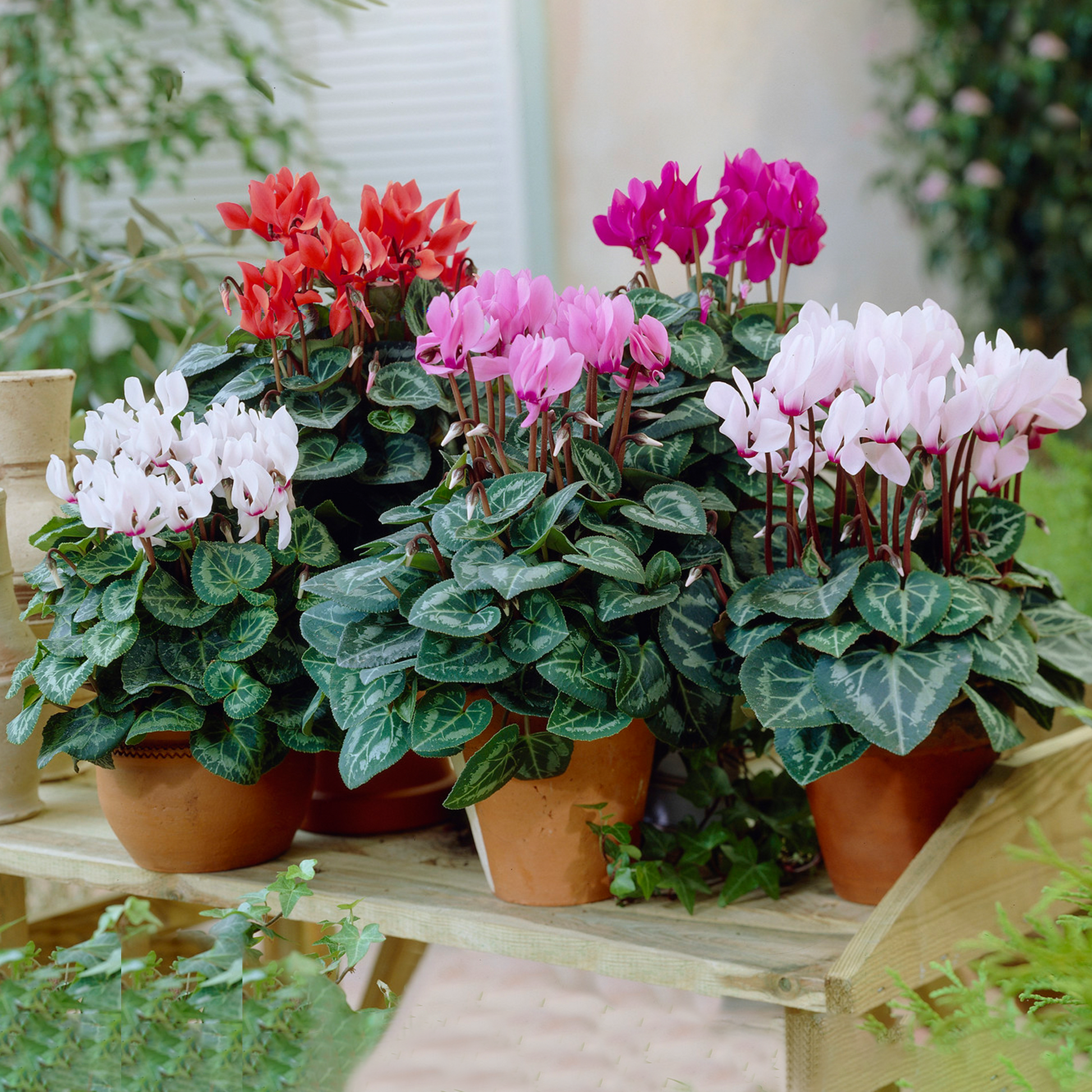 potting mix for cyclamen Cyclamen Mix