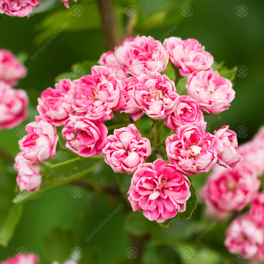 Crataegus 'Rosea Flore Pleno'