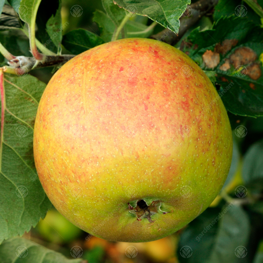 Apple 'Blenheim Orange'