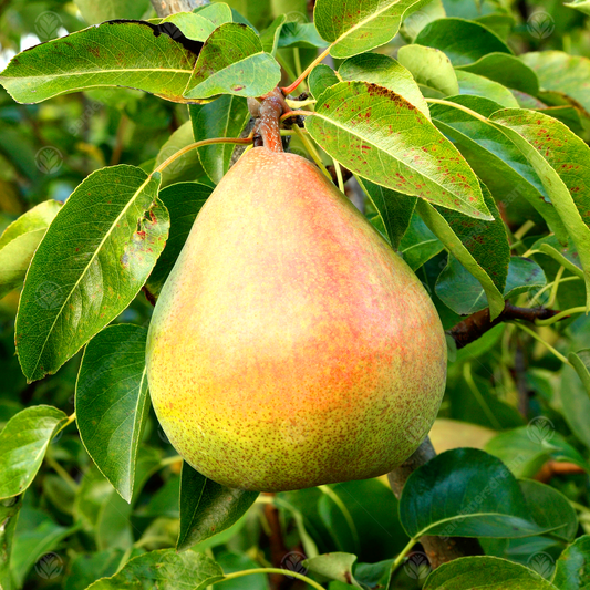 Pear 'Williams' Bon Chrétien'