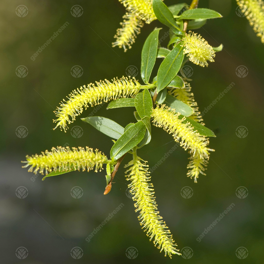 Salix x sepulcralis chrysocoma