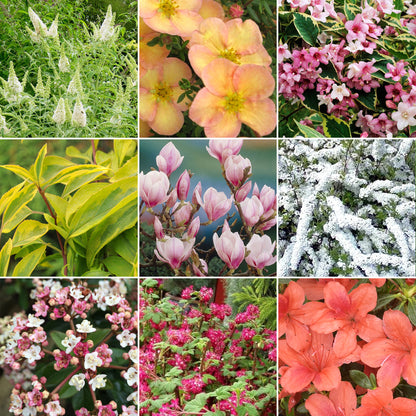 Deciduous Shrub Mix | Mixed Varieties – Gardeners Dream