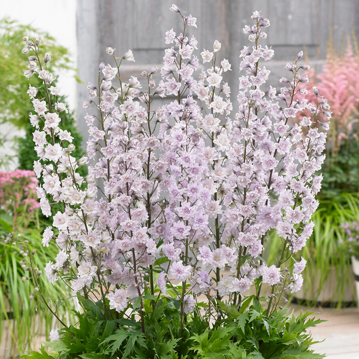 Delphinium, Highlander - Cha Cha