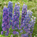 Delphinium 'Highlander Sweet Sensation'