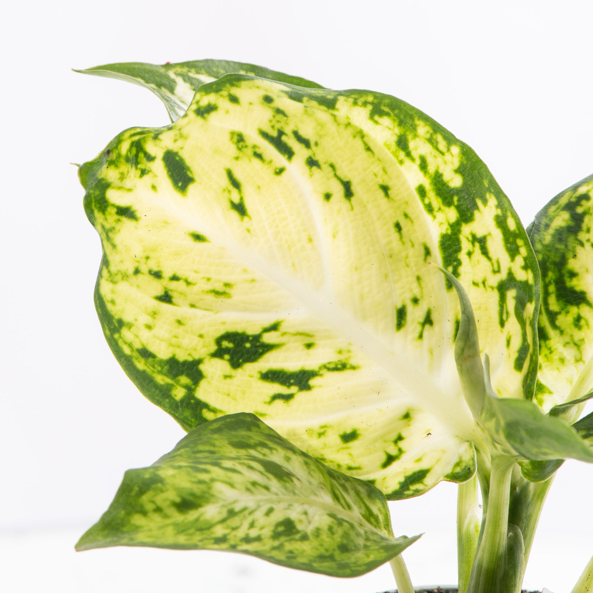 dieffenbachia babies Baby Dieffenbachia 'Amy'