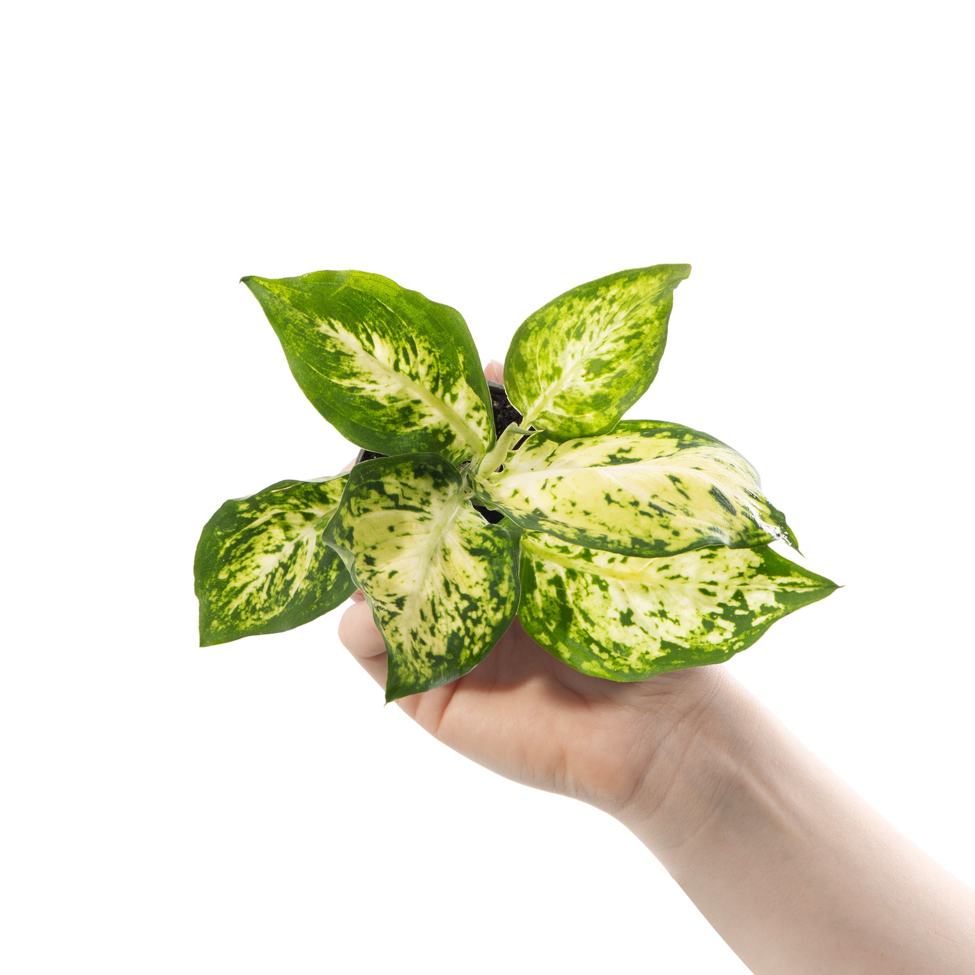 dieffenbachia giftig baby Baby Dieffenbachia 'Amy'
