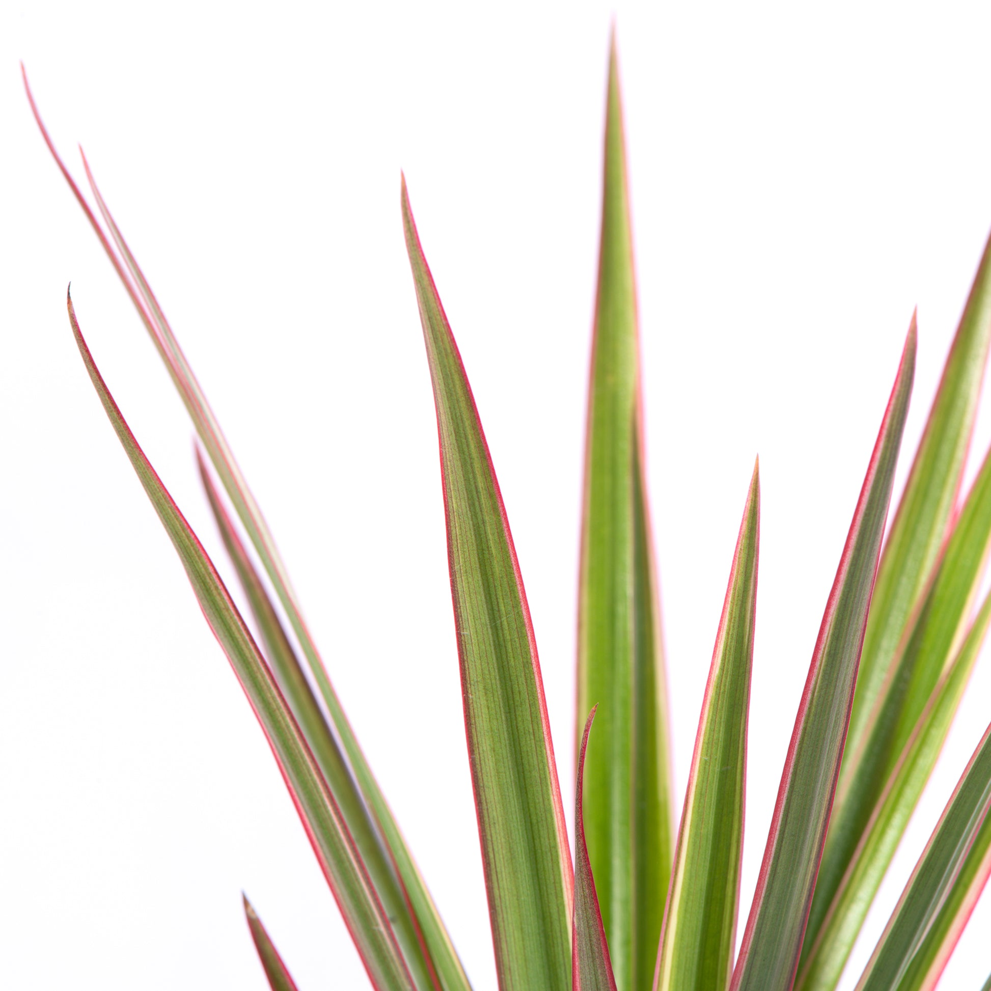 dracaena bebe Baby Dracaena 'Bicolor'